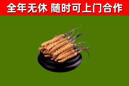 株洲市回收冬虫夏草