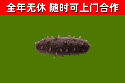 株洲市回收海参干